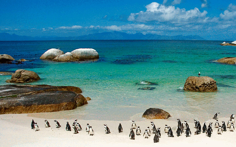 Você pode encontrar pinguins nas praias de Cape Town!