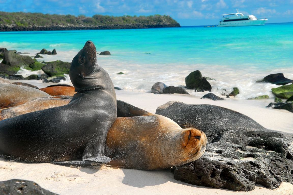 Ilhas Galápagos: Muitos animais podem ser observados, cada um com suas peculiaridade e características