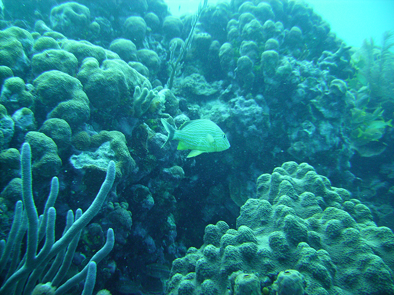 Viagem para San Andrés: Um paraíso de águas cristalinas e quentes para você e sua família