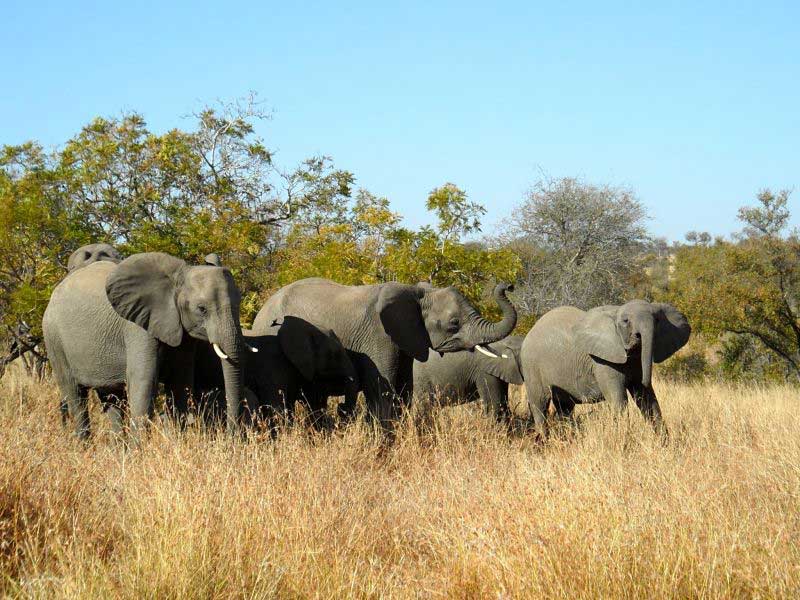 Passeios na África do Sul: fazer um safári no Kruger é uma aventura muito interessante