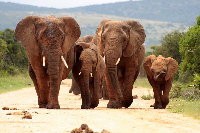 Safári no Kruger Park: vida selvagem podendo ser observada de perto