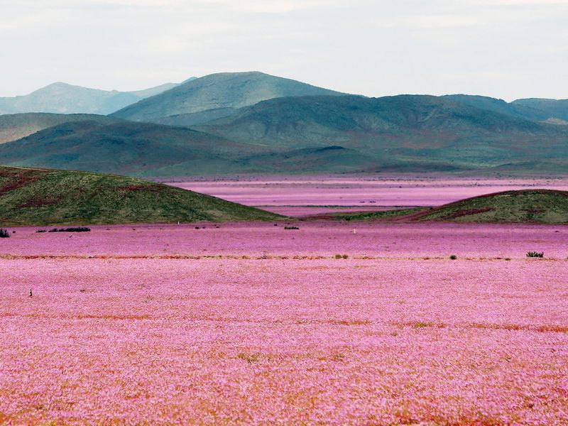 Curiosidades sobre o Atacama: Nas épocas mais úmidas, flores nascem em meio ao deserto