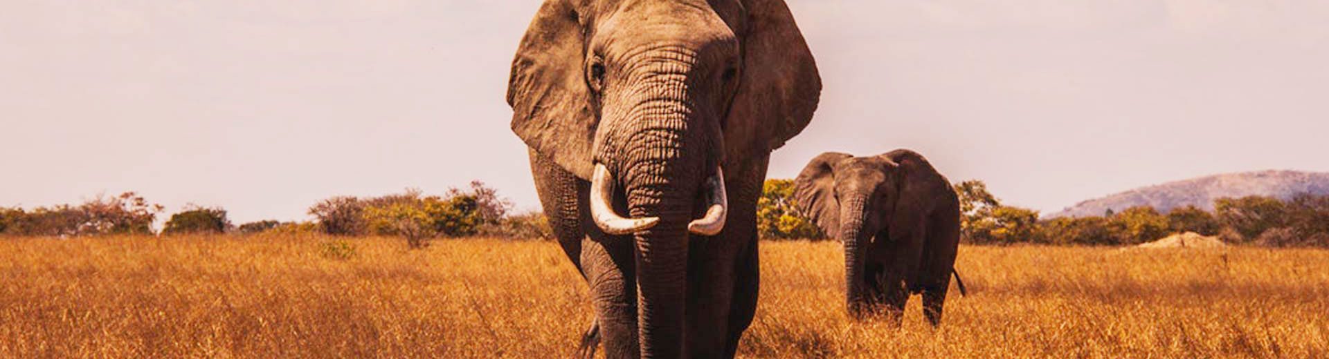 Safáris para conhecer na África do Sul: Passeios incríveis