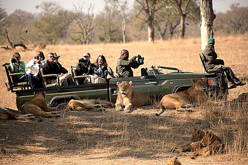 Safáris para conhecer na África do Sul: Passeios surpreendentes