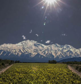Mendoza Vinho