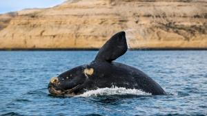 Baleia Puerto Madryn